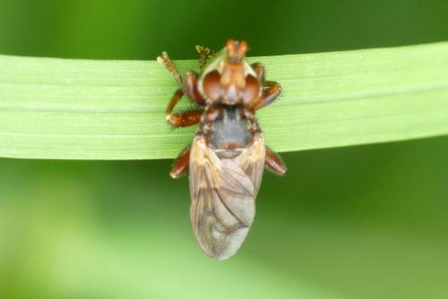 Réf. 256 393 : Myopa dorsalis
